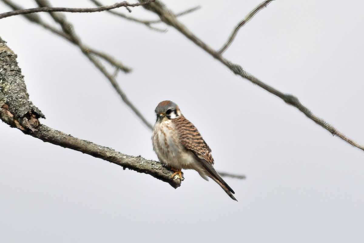 American Kestrel - ML546900971