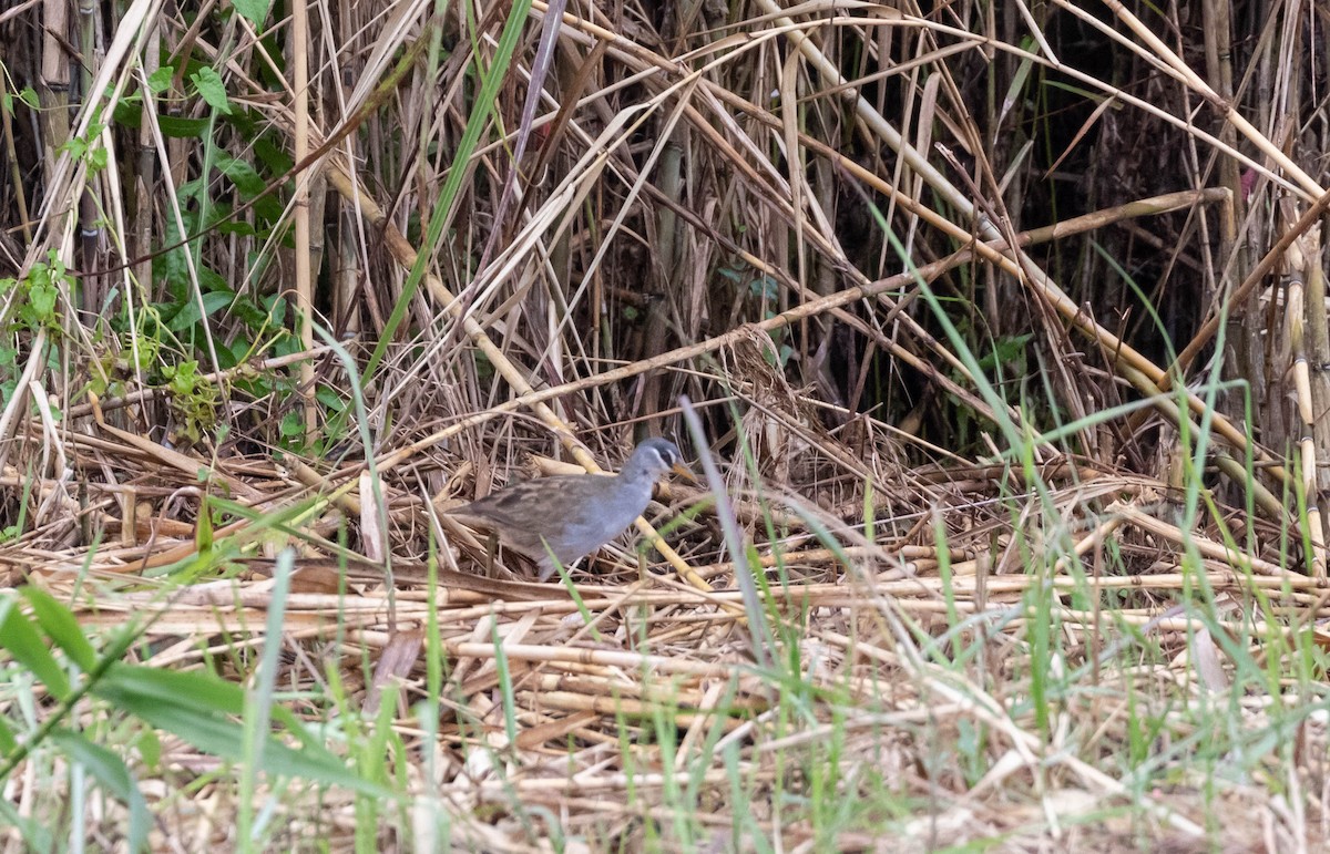 White-browed Crake - ML546903931