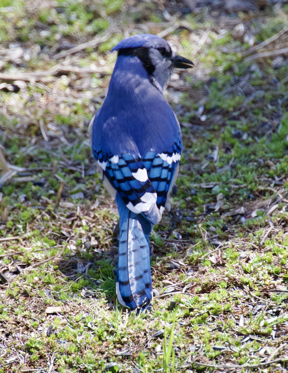 Blue Jay - Bird Smith