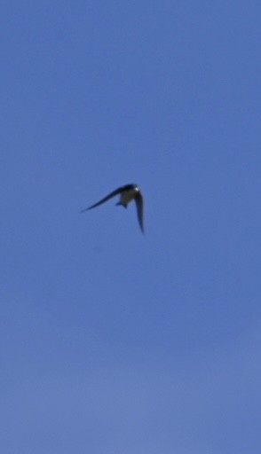 Golondrina Bicolor - ML546904541