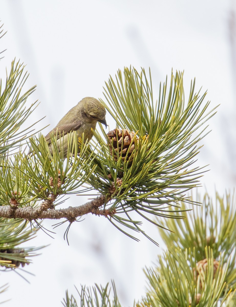 Red Crossbill - ML546905011