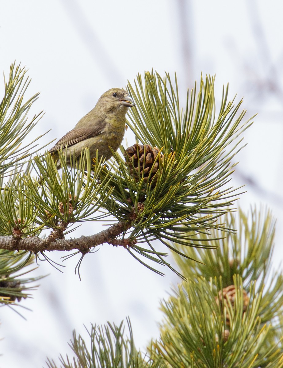 Red Crossbill - ML546905021