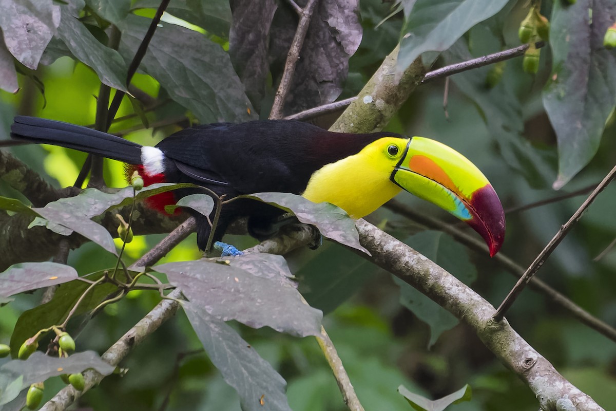 Keel-billed Toucan - ML546907051