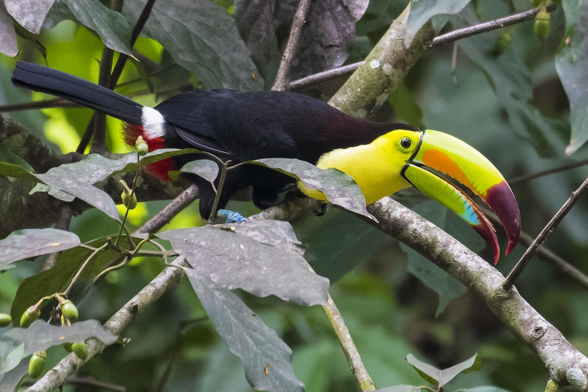 Keel-billed Toucan - ML546907271