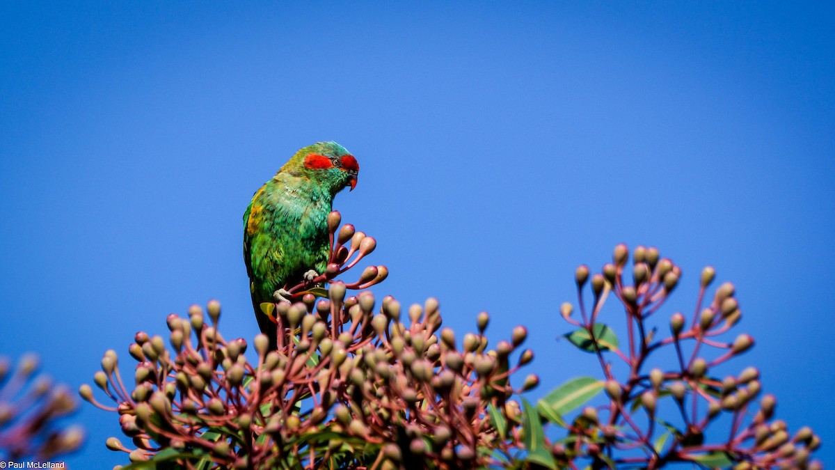 Musk Lorikeet - ML546908111