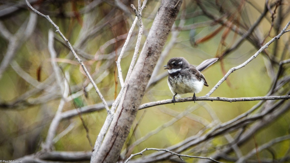 Gray Fantail (alisteri) - ML546908271