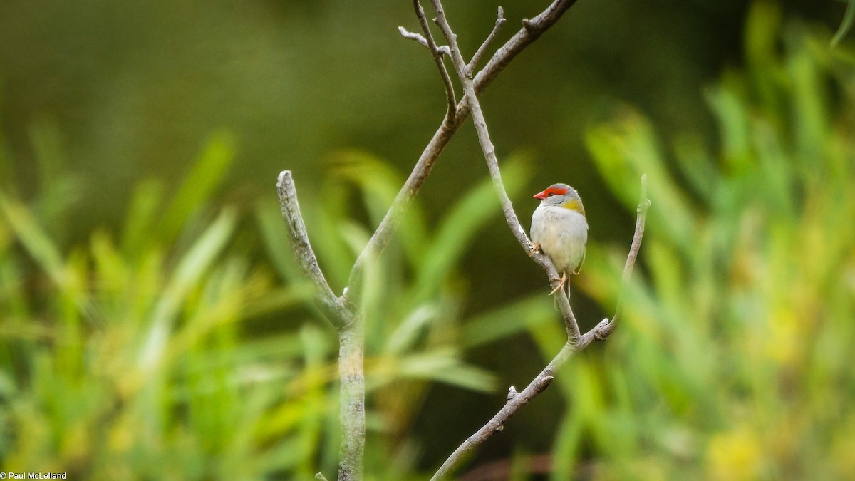 Red-browed Firetail - ML546908331