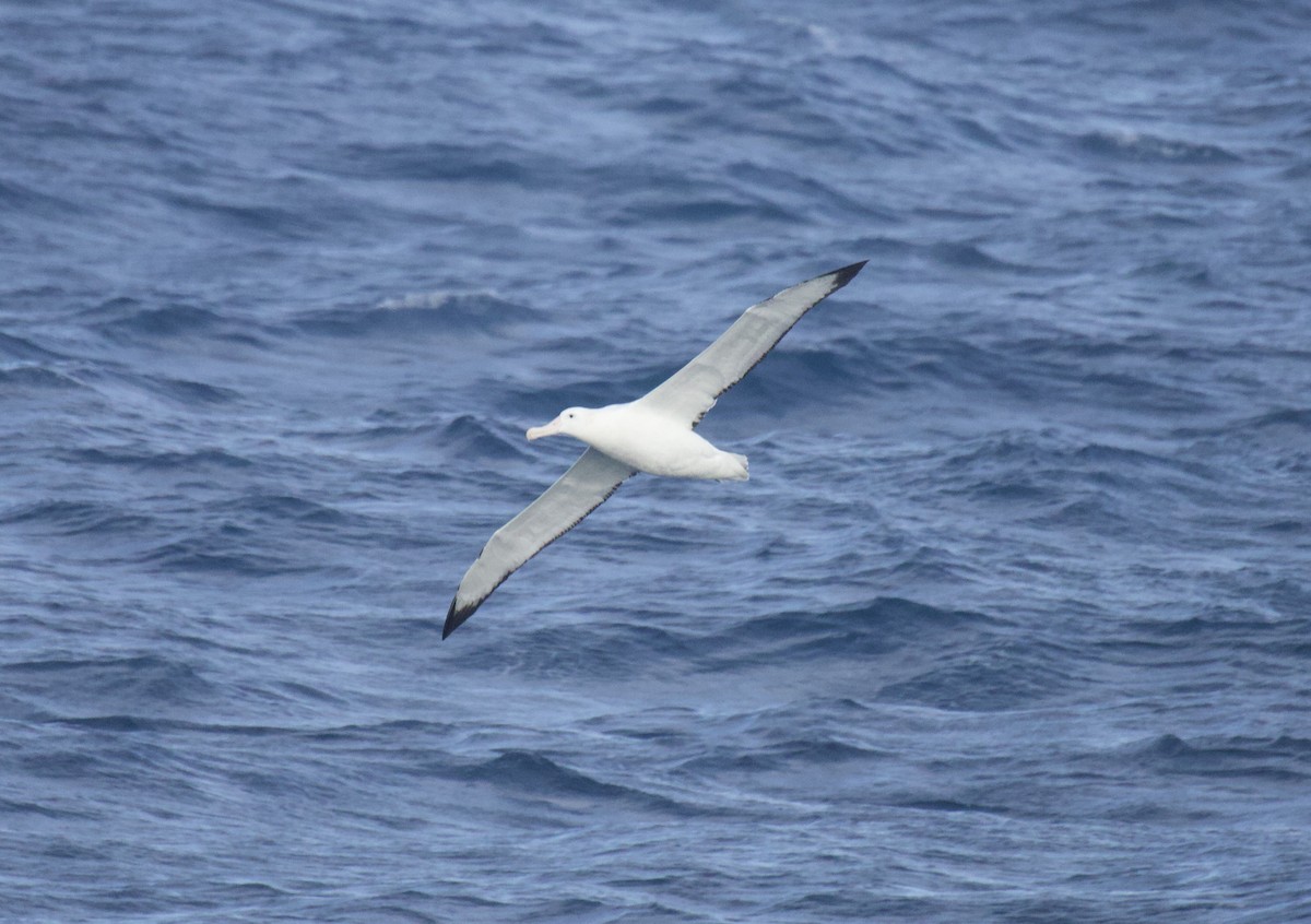 Albatros hurleur, A. de Tristan da Cunha ou A. des Antipodes - ML546908611