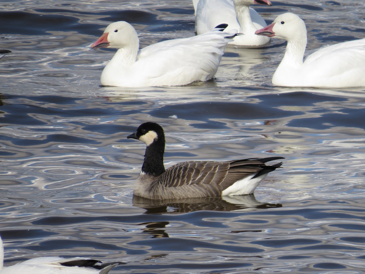 Cackling Goose - Germain Savard