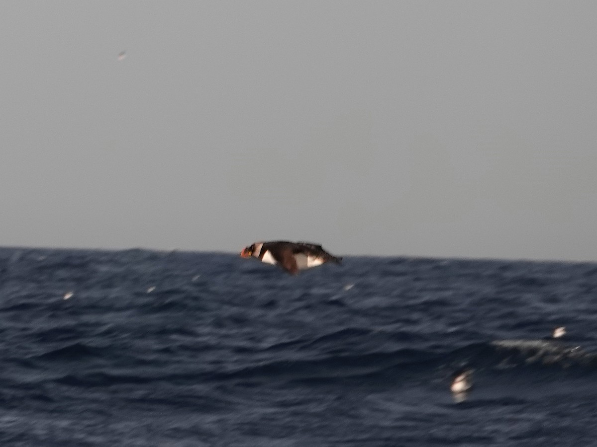 Horned Puffin - ML546913361
