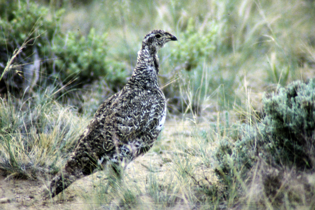 Beifußhuhn - ML546913631