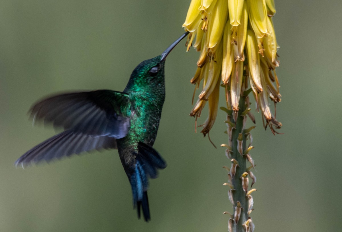 Steely-vented Hummingbird - Frederico Crema Leis