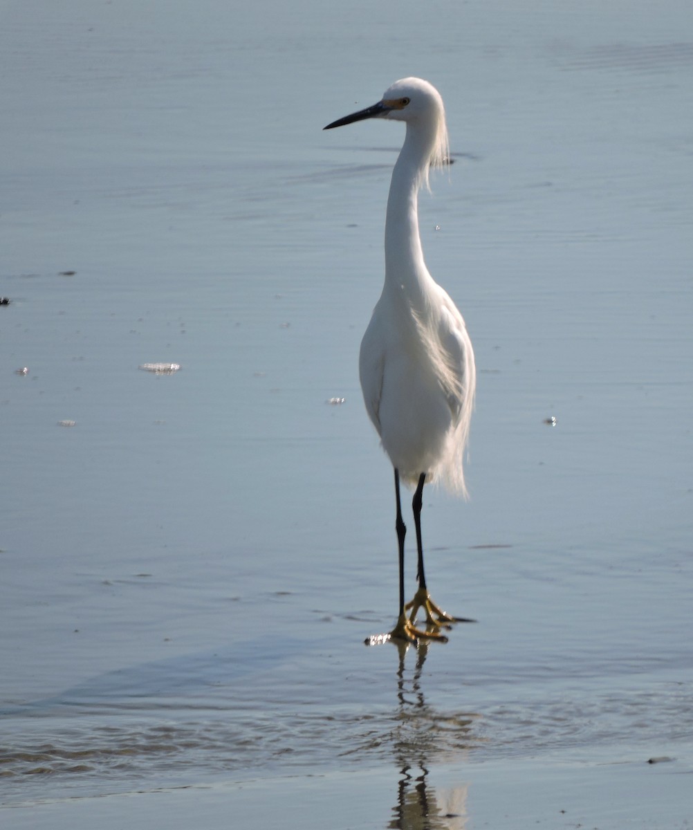 Snowy Egret - ML546915801