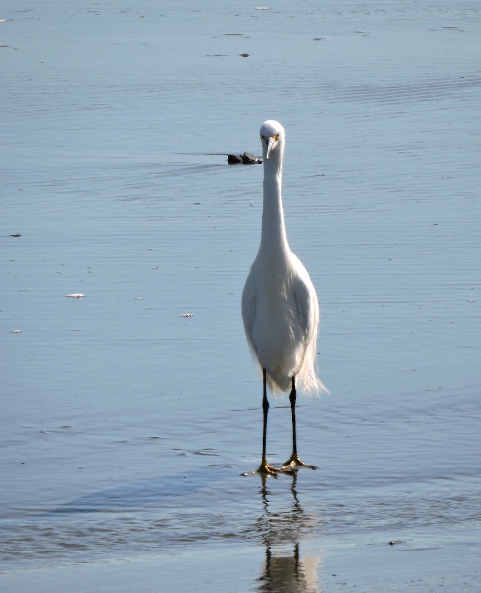 Snowy Egret - ML546915901