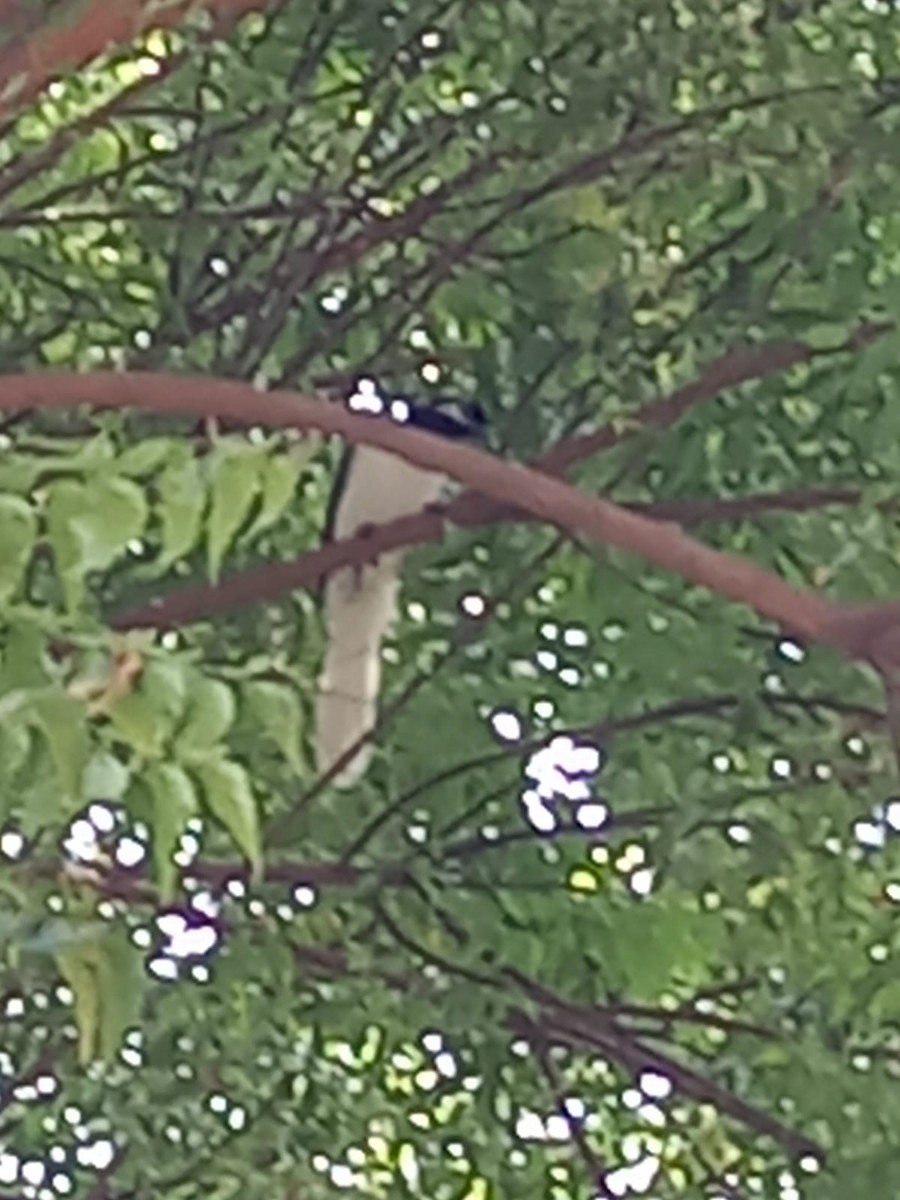 White-tailed Jay - ML546916901