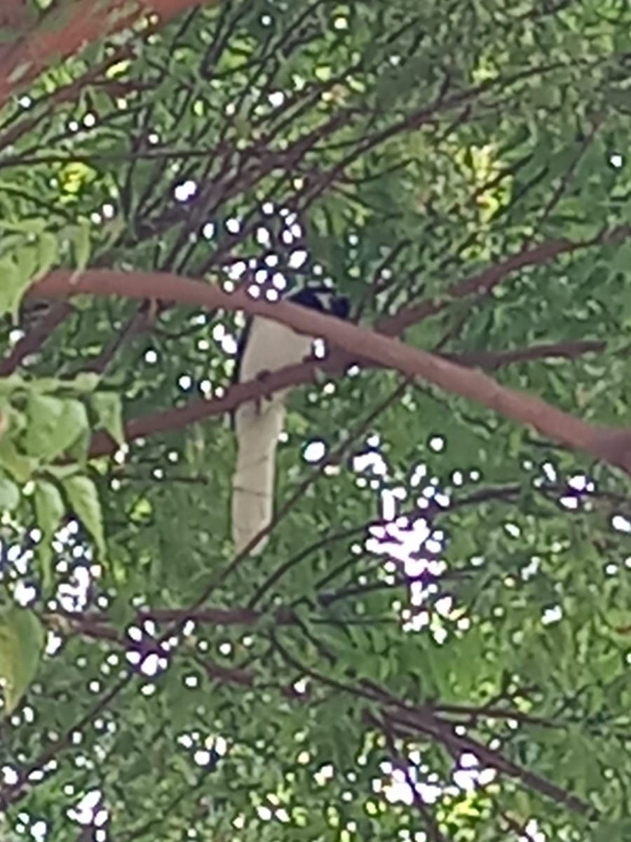 White-tailed Jay - ML546916911