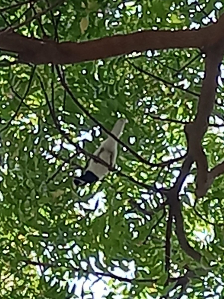 White-tailed Jay - ML546916921