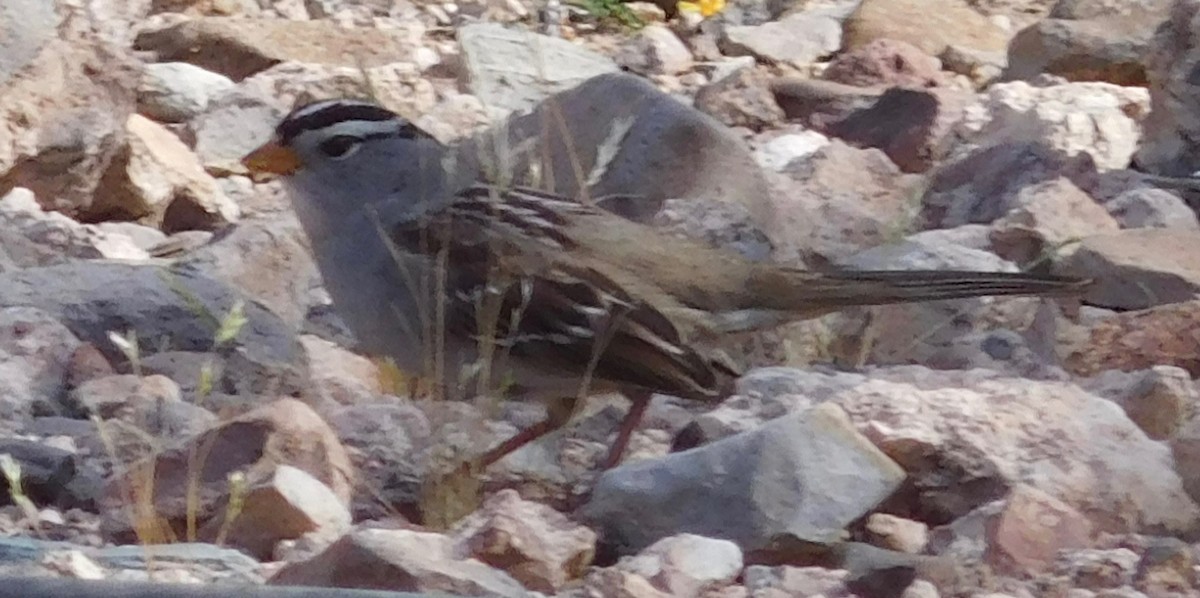 White-crowned Sparrow - ML54691711