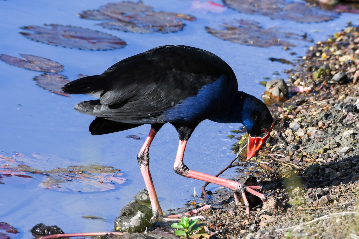 Australasian Swamphen - ML546917271