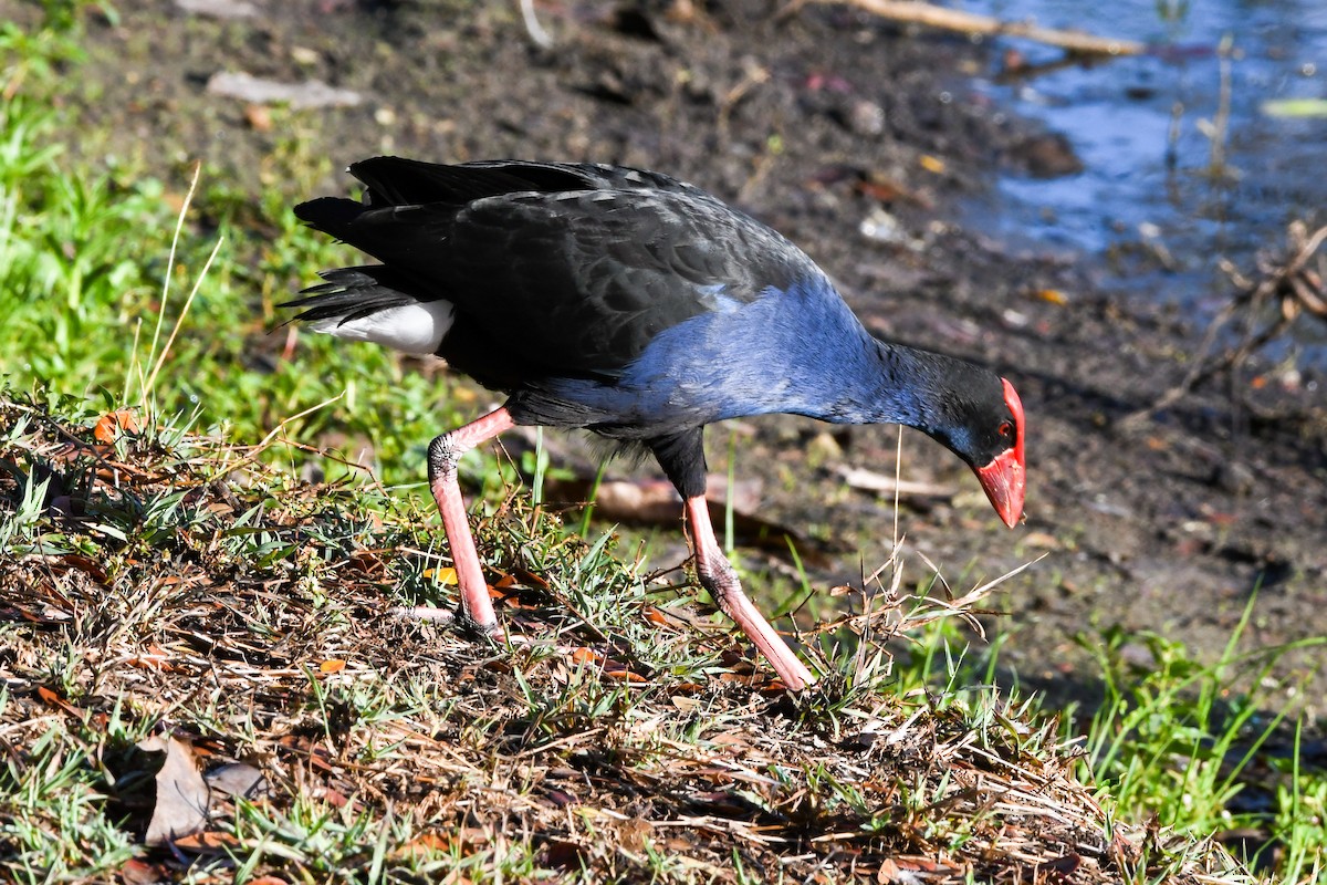 Australasian Swamphen - ML546917331