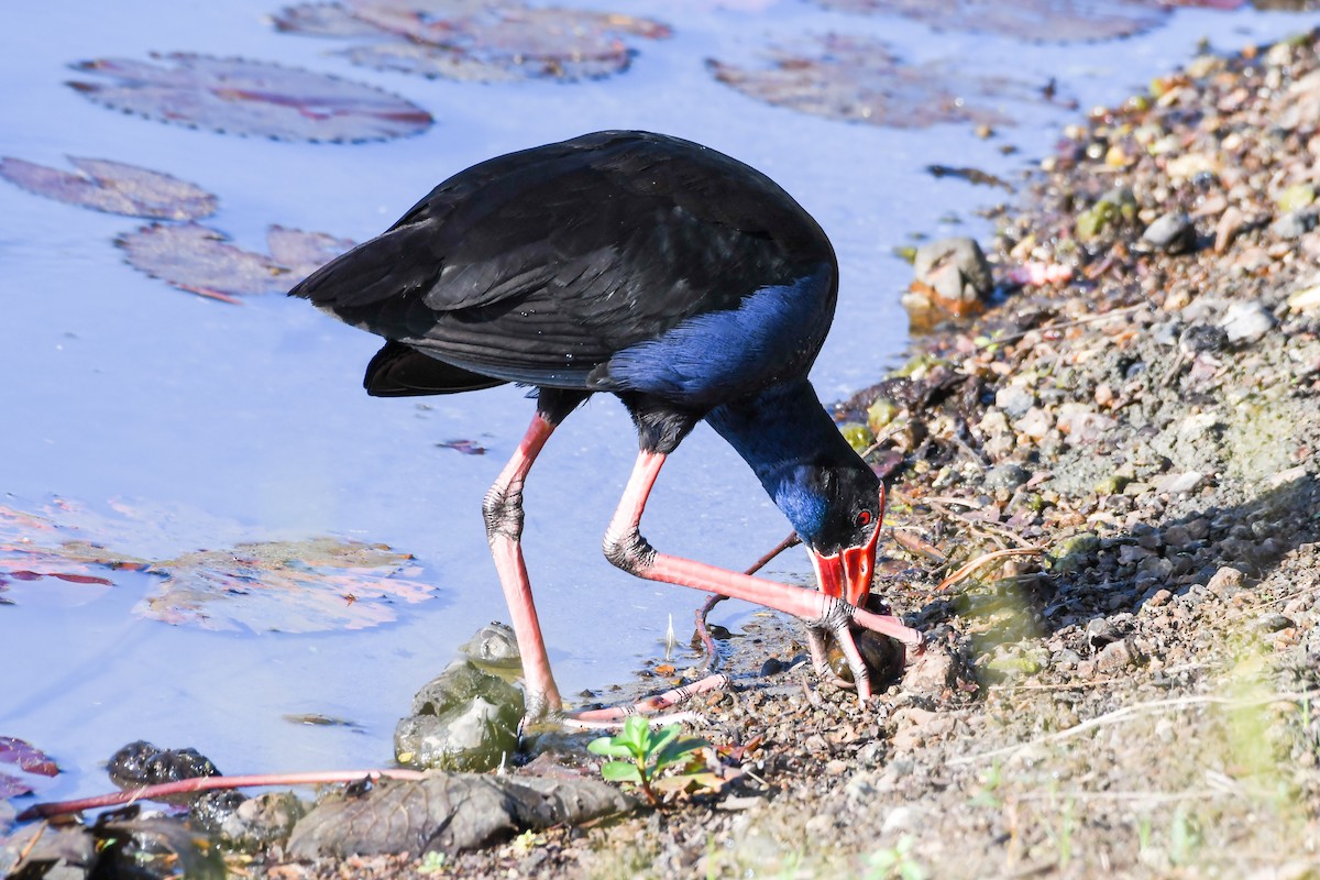 Australasian Swamphen - ML546917341