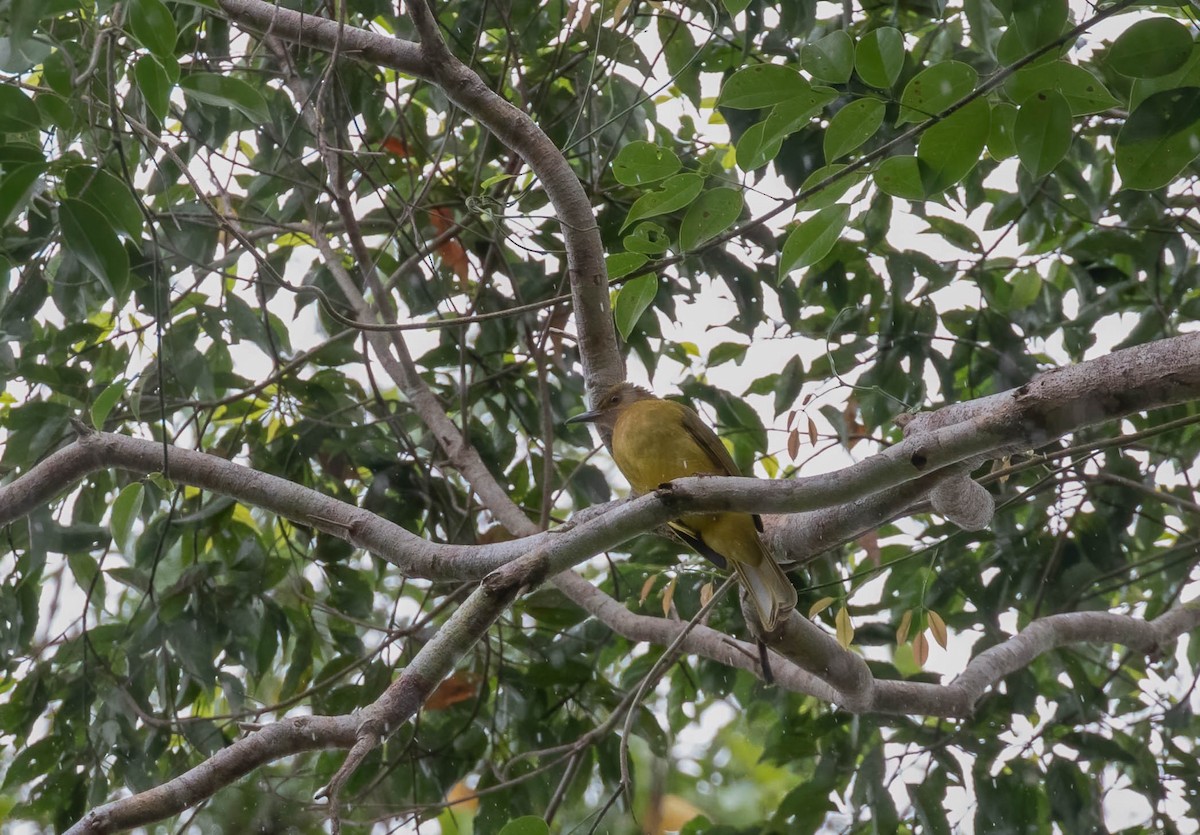 Yellowish Bulbul - ML546918471