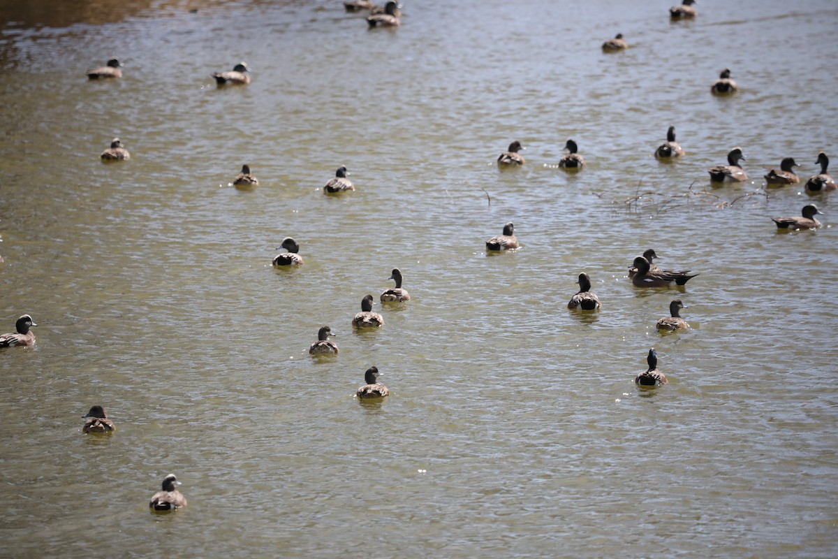 American Wigeon - ML546919721