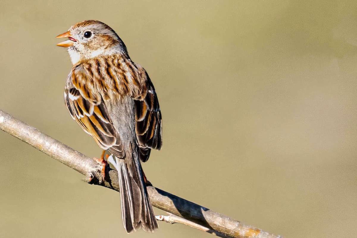 Field Sparrow - ML546922401