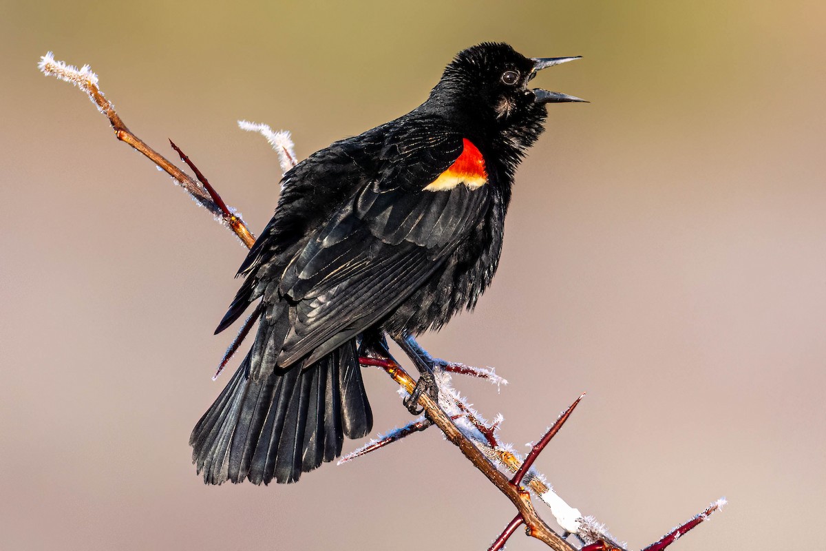 Red-winged Blackbird - ML546922761