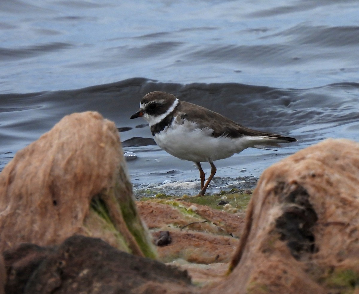 Semipalmated Plover - ML546923801