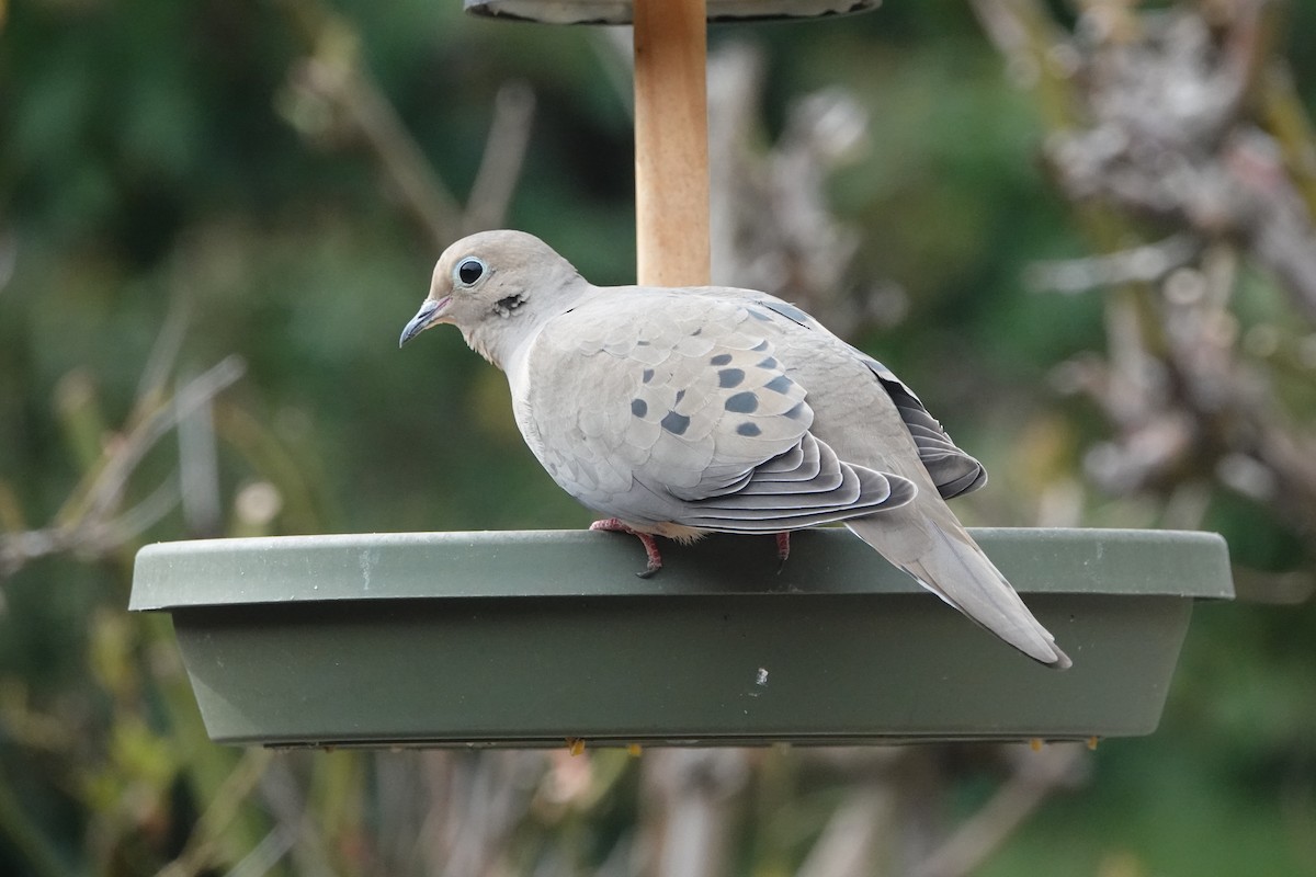 Mourning Dove - ML546924961