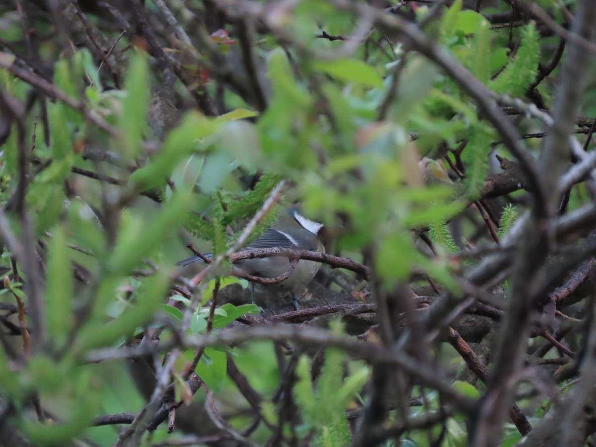 Mésange charbonnière - ML546925561