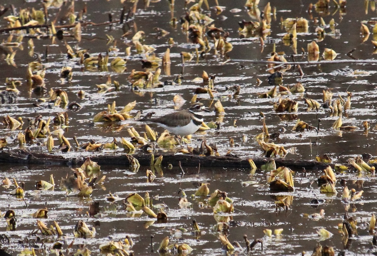 Killdeer - ML546925681