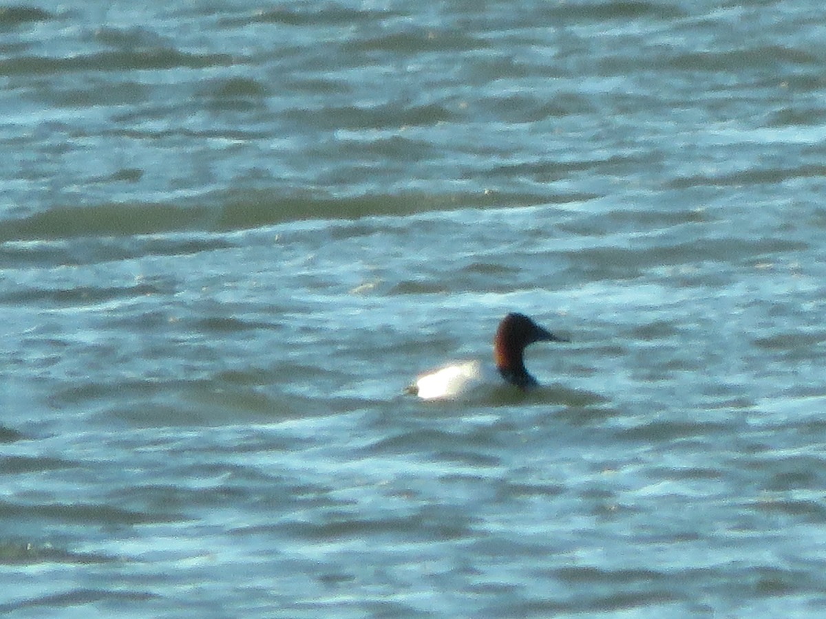 Canvasback - ML546925701