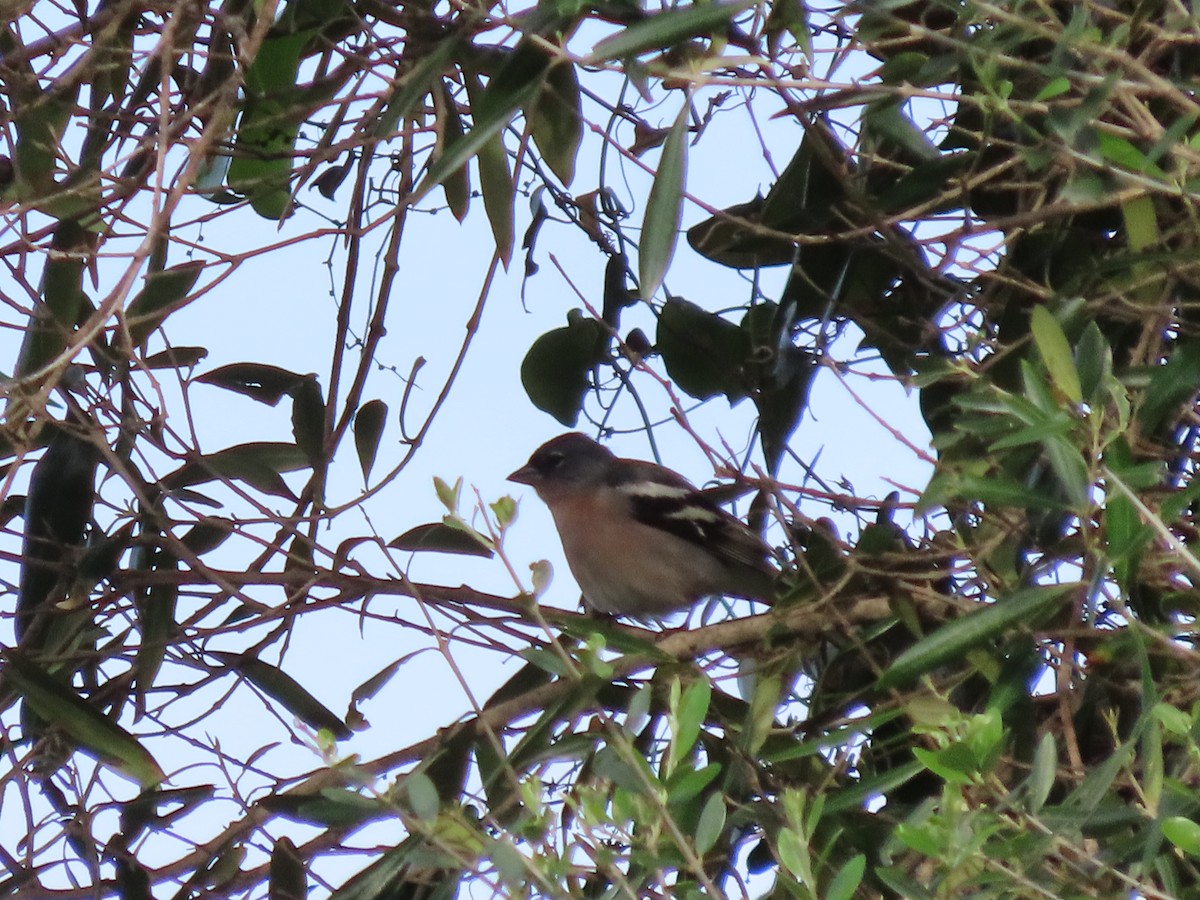 African Chaffinch - Clemente Álvarez Usategui