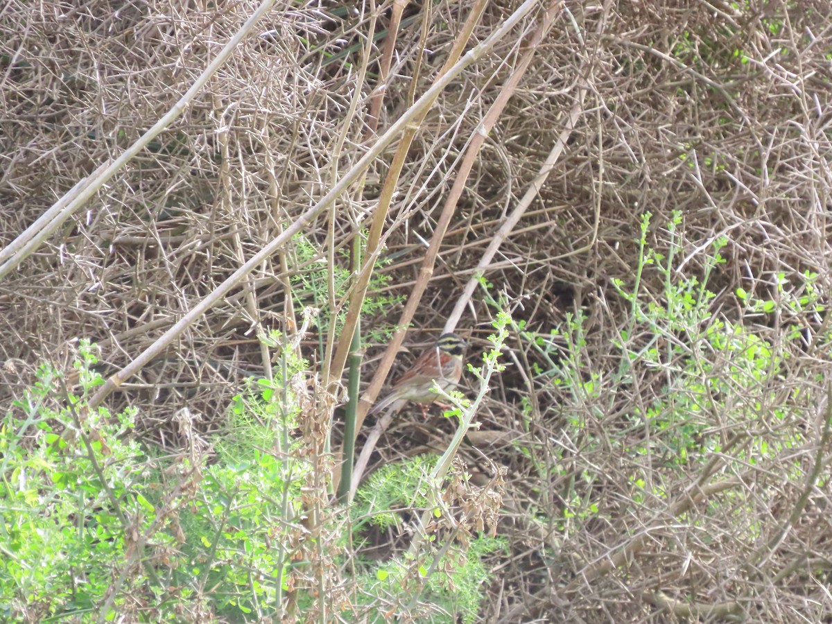 Cirl Bunting - Clemente Álvarez Usategui