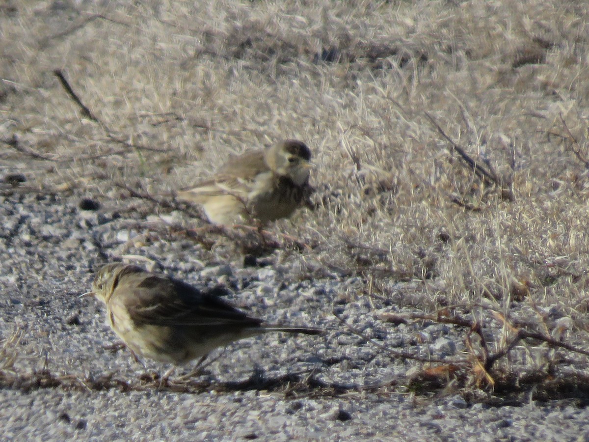 American Pipit - ML546926441