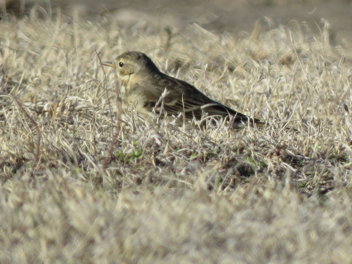 American Pipit - ML546926611