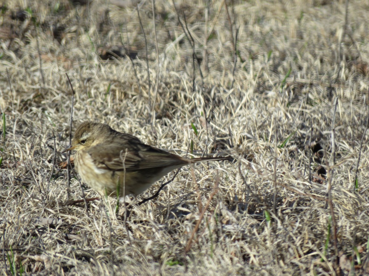 American Pipit - ML546926881