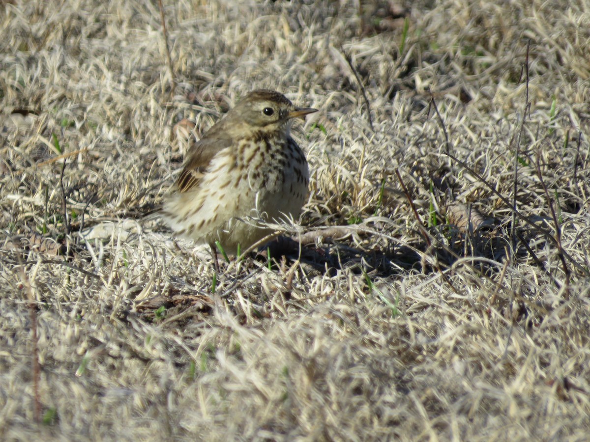 American Pipit - ML546927031