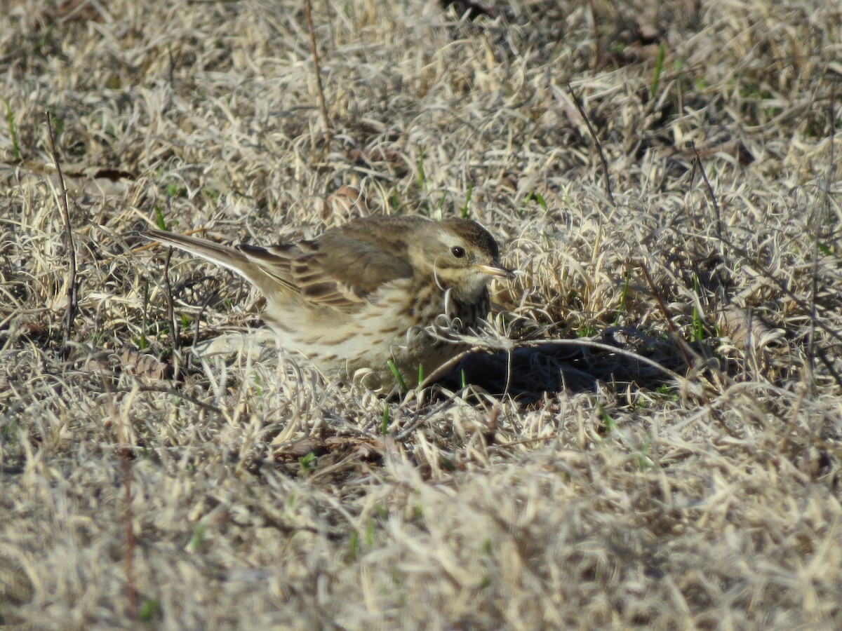 American Pipit - ML546927251