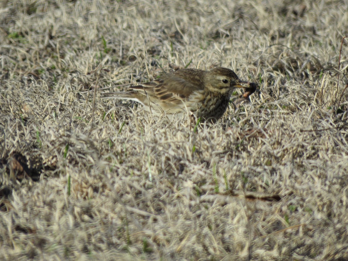 American Pipit - ML546927521