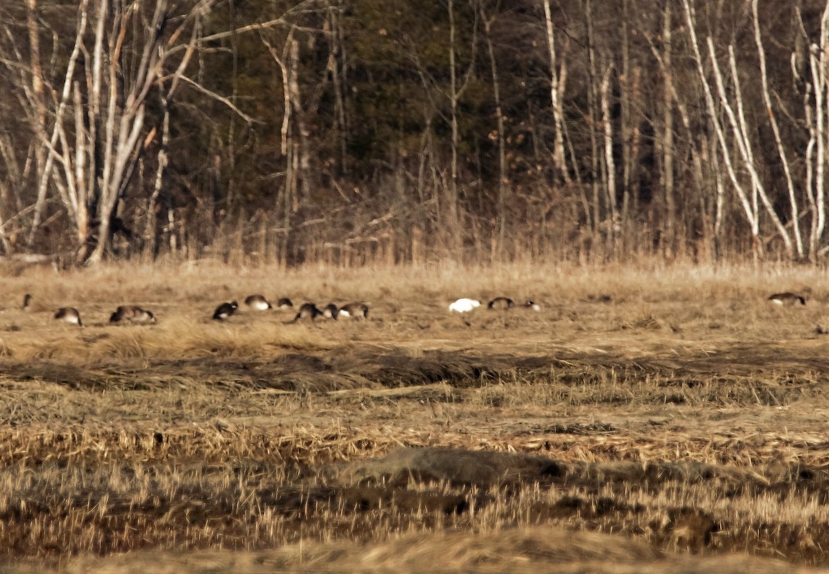 Snow Goose - ML546927701