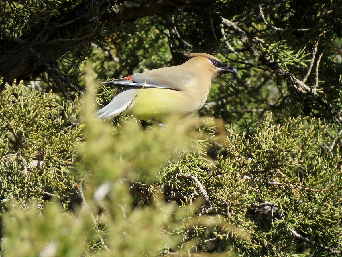 Cedar Waxwing - ML546928631