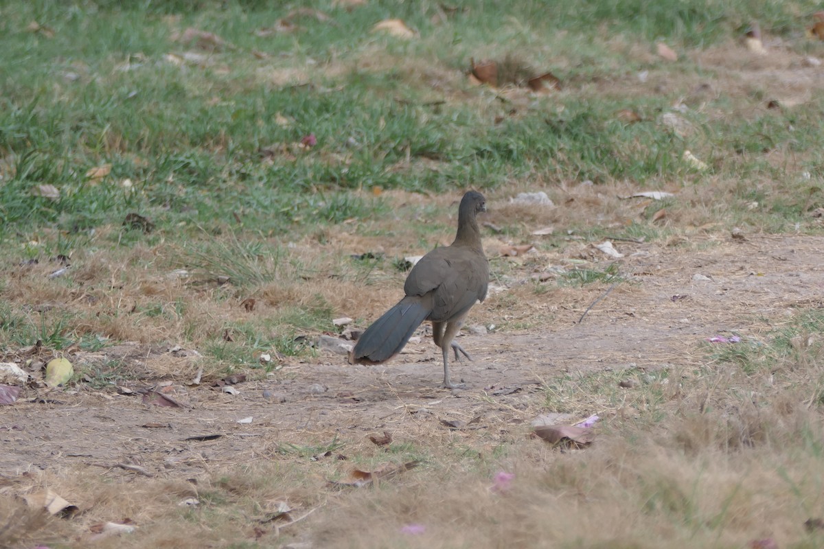 Rufous-vented Chachalaca - Kenrith Carter