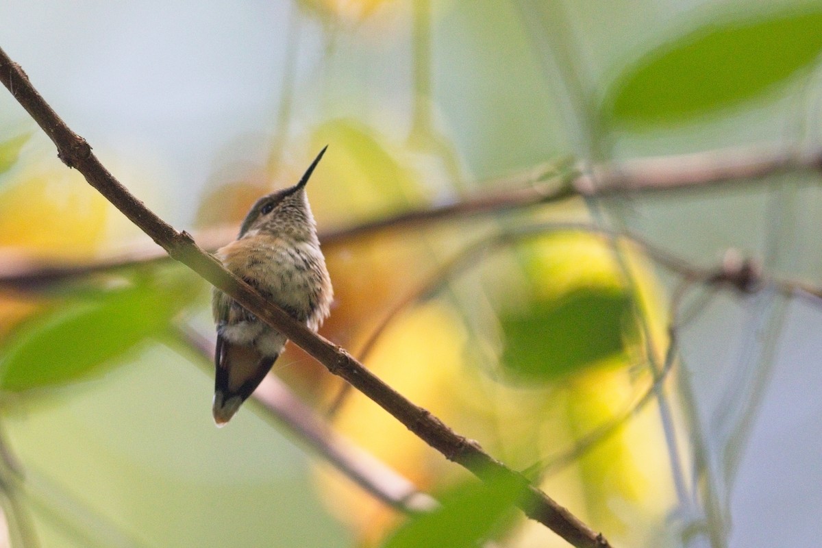 Bumblebee Hummingbird - ML546929591