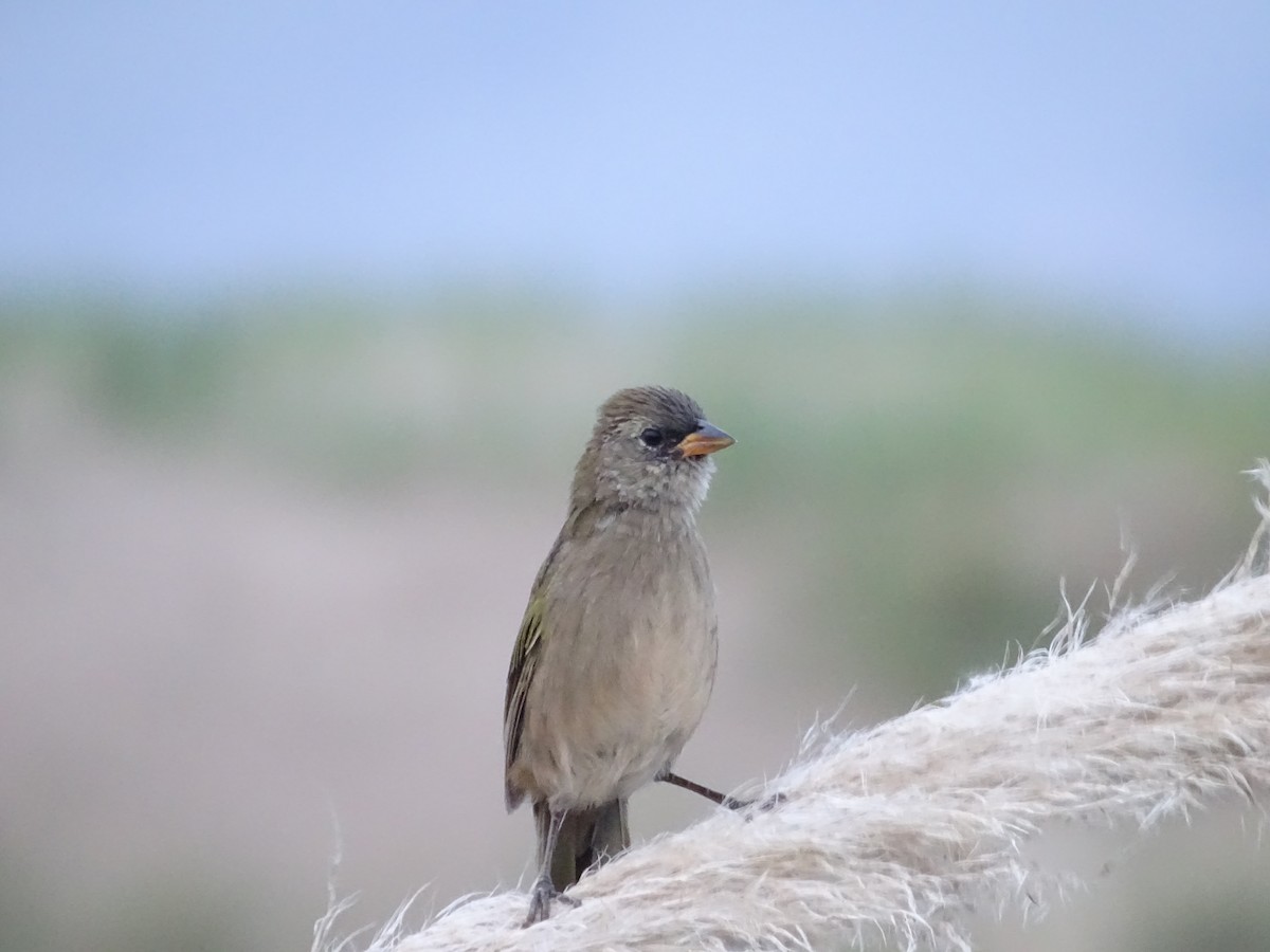 Great Pampa-Finch - ML546929741