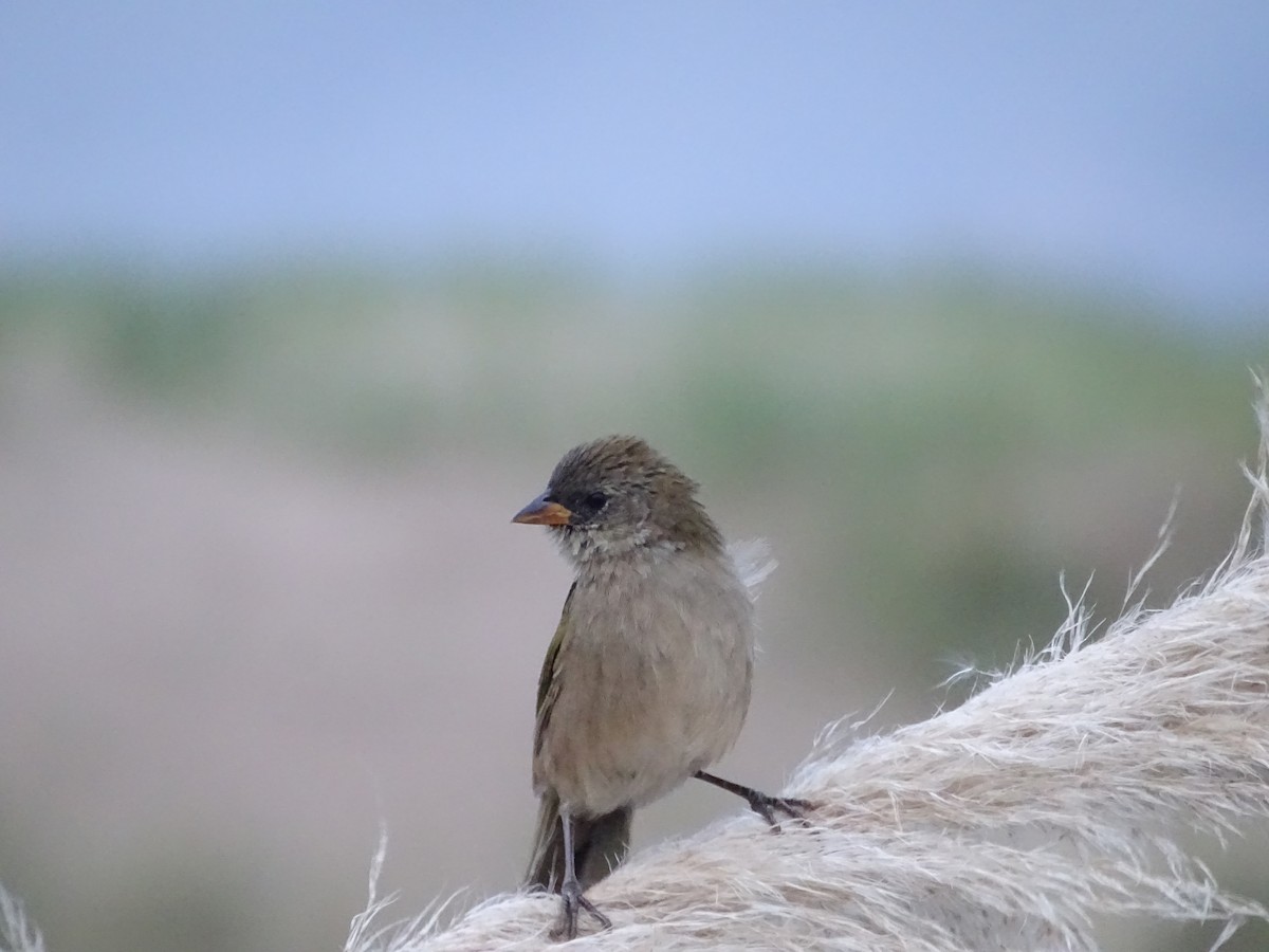 Great Pampa-Finch - ML546929771