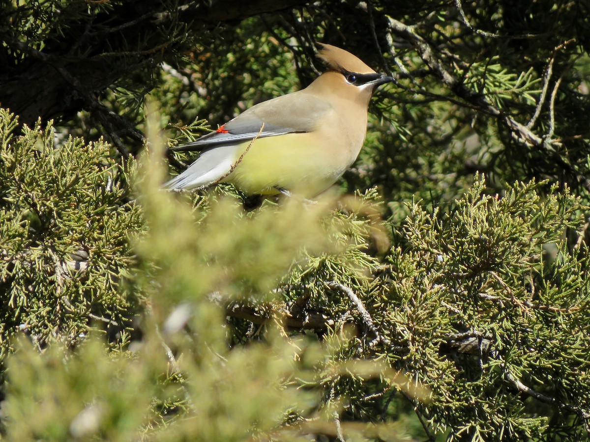 Cedar Waxwing - ML546929911