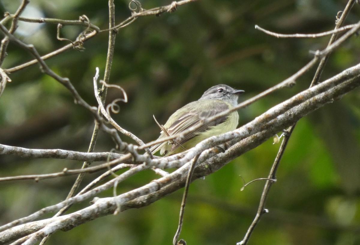 Sooty-headed Tyrannulet - ML546930071